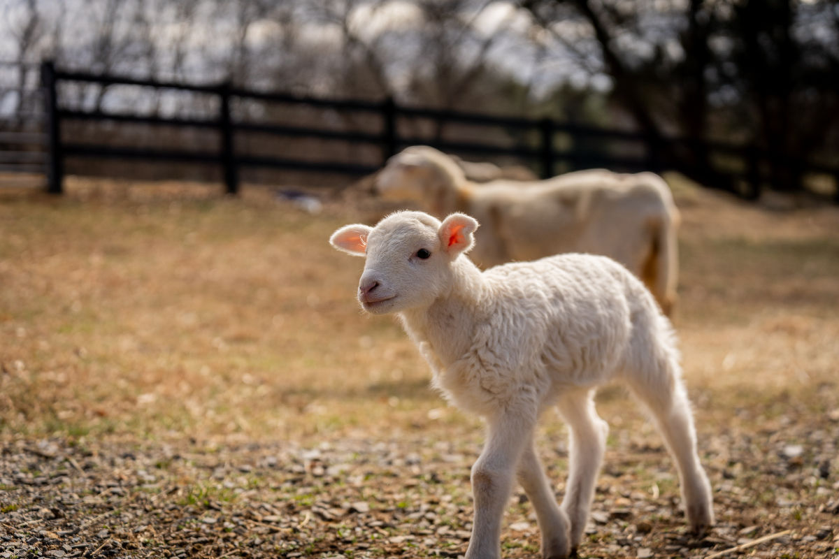 Picchu lamb running at sanctuary