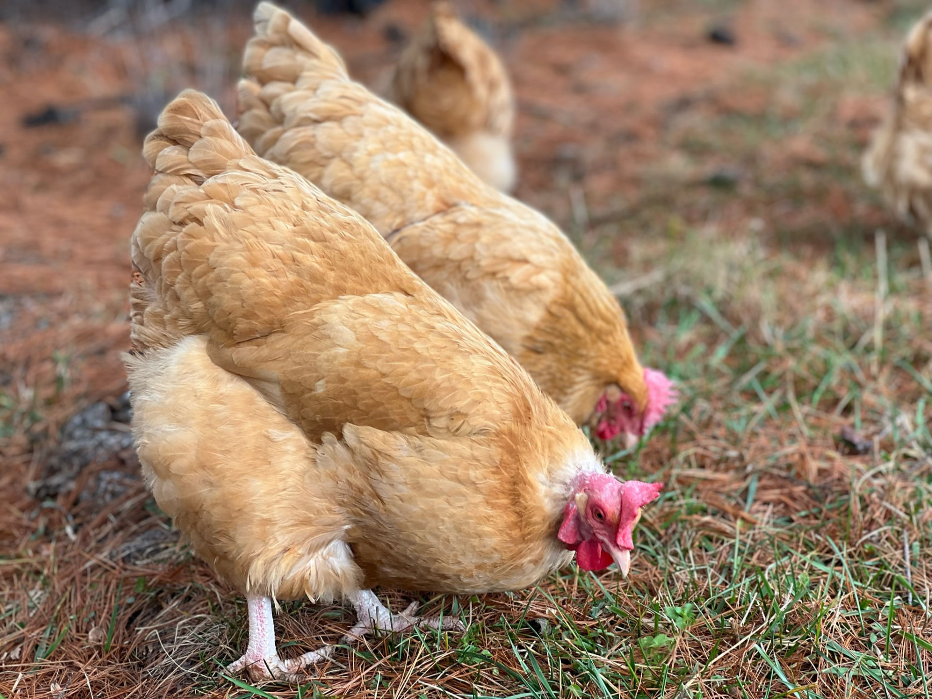 Hens at Rosies Farm Sanctuary