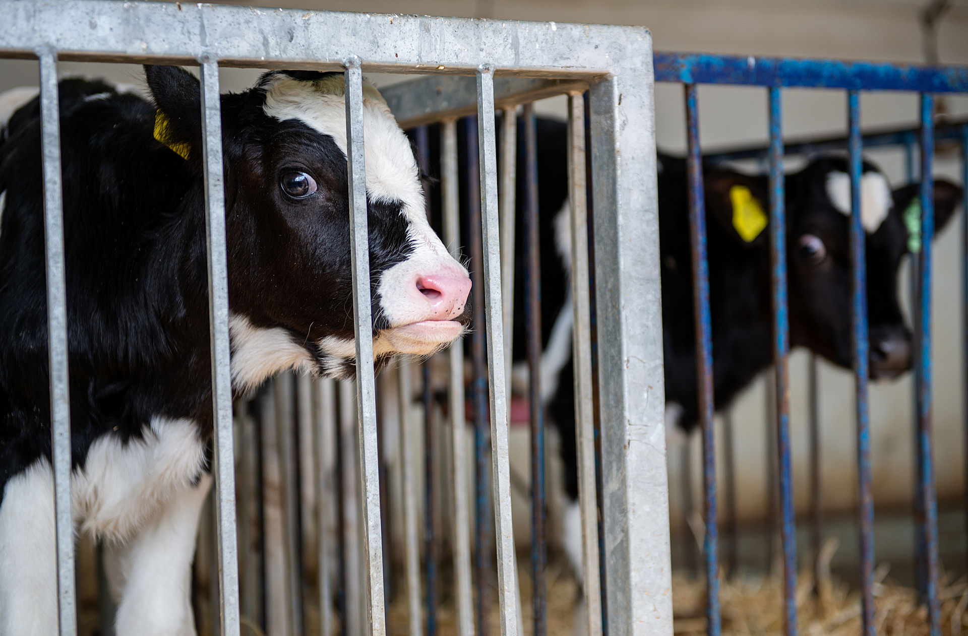 This modern dairy farm in Turkey is a simple, typical example of how cow milk is produced. On this farm, calves are removed from their mothers within 24 hours of birth. Naturally, calves would wean themselves from their mothers at eight to ten months of age. This calf separation practice allows the mothers' milk to be collected and sold for human consumption. 

Newborn calves live inside individual, tiny pens for the first 15 days before being moved into barns. Calves will never suckle from their mothers and are instead fed manufactured commercial milk powder mixed with water.  If the calf is female, she will be exploited for milk like her mother, being artificially inseminated for the first time at 14-15 months old. Male calves here are fattened for slaughter and killed at 12 to 24 months of age. 

Mother cows are milked three times daily by milking machines. The national average milk yield for Turkish dairy cows is just under 20 litres per day, while, according to industry reports, some large farms average closer to 30 liters of milk per day from each cow.

Two months after a cow has given birth, she will be artificially inseminated again, and will give birth nine months later. This cycle continues throughout the cow's life, until she is no longer "productive" - often at only 5 or 6 years old. The natural lifespan of a cow is 20-25 years. Cows on dairy farms will be sent to slaughter prematurely if they become sick or lame, if their milk production diminishes, or if they are no longer able to become pregnant.