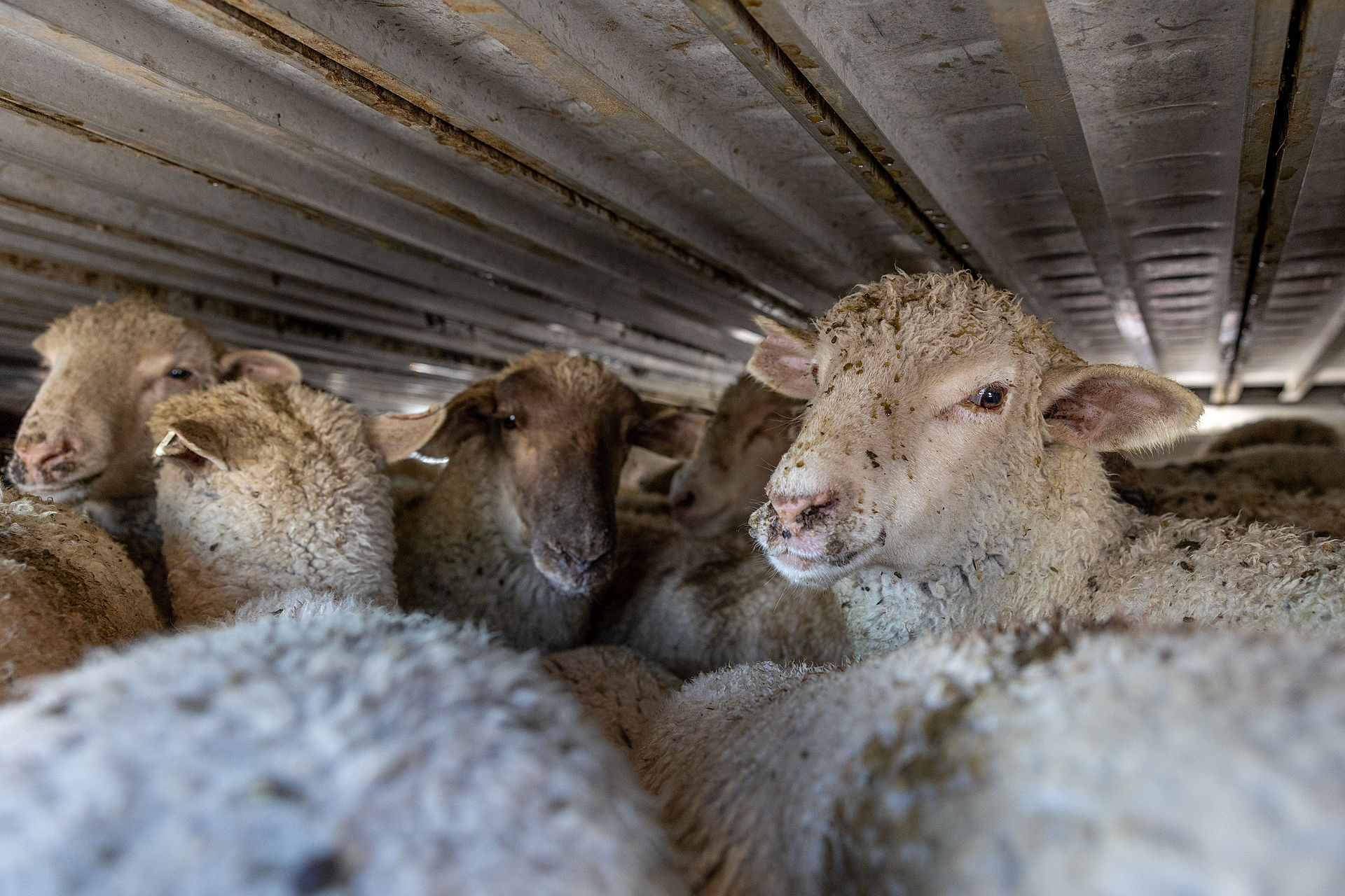 In October 2022, two transport trailers, tightly packed with lambs, were parked at a truck stop in Park City, Utah. Each multi-level trailer was slick inside with feces and emitted a strong odour of eye-irritating ammonia. Inside the overcrowded trailer, lambs slipped and fell onto the excrement-coated floor, becoming trampled on by other sheep. While parked, the drivers of both trucks used electric livestock prodders through the openings in the sides of the trailers, to shock the young sheep and force them to stand up. According to the drivers, this is done to minimize the number of sheep who lie down and become trampled, though some standing animals were also shocked by the devices.

These trucks were en route from Spring City, Utah, to Fargo, North Dakota, a minimum eighteen-hour, 1,930-kilometer-long road journey. As of 2022, the United States Federal Department of Transportation regulations state that US truck drivers transporting property may drive for a maximum of 11 hours straight and then must take a 10-hour break. On this route, this means the lambs remain in transport for at least 29 hours. The amount of feces inside the trailers at the Utah truck stop suggests the sheep may have been loaded the previous night, adding to their transport time. To avoid being trampled, the animals must stand for the entire duration of the trip.

Though they are one of the least consumed farmed animals in the USA, according to a 2022 USDA report, an estimated 2.26 million lambs and sheep were slaughtered in the USA in 2021.