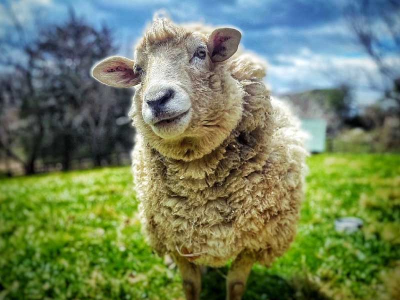 rescued-sheep